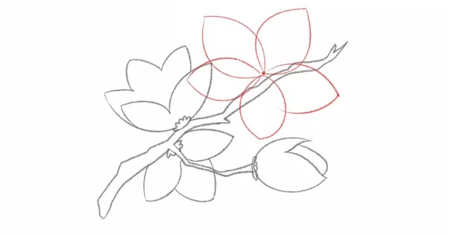 نقاشی شکوفه گیلاس ساده نقاشی شکوفه گیلاس ساده