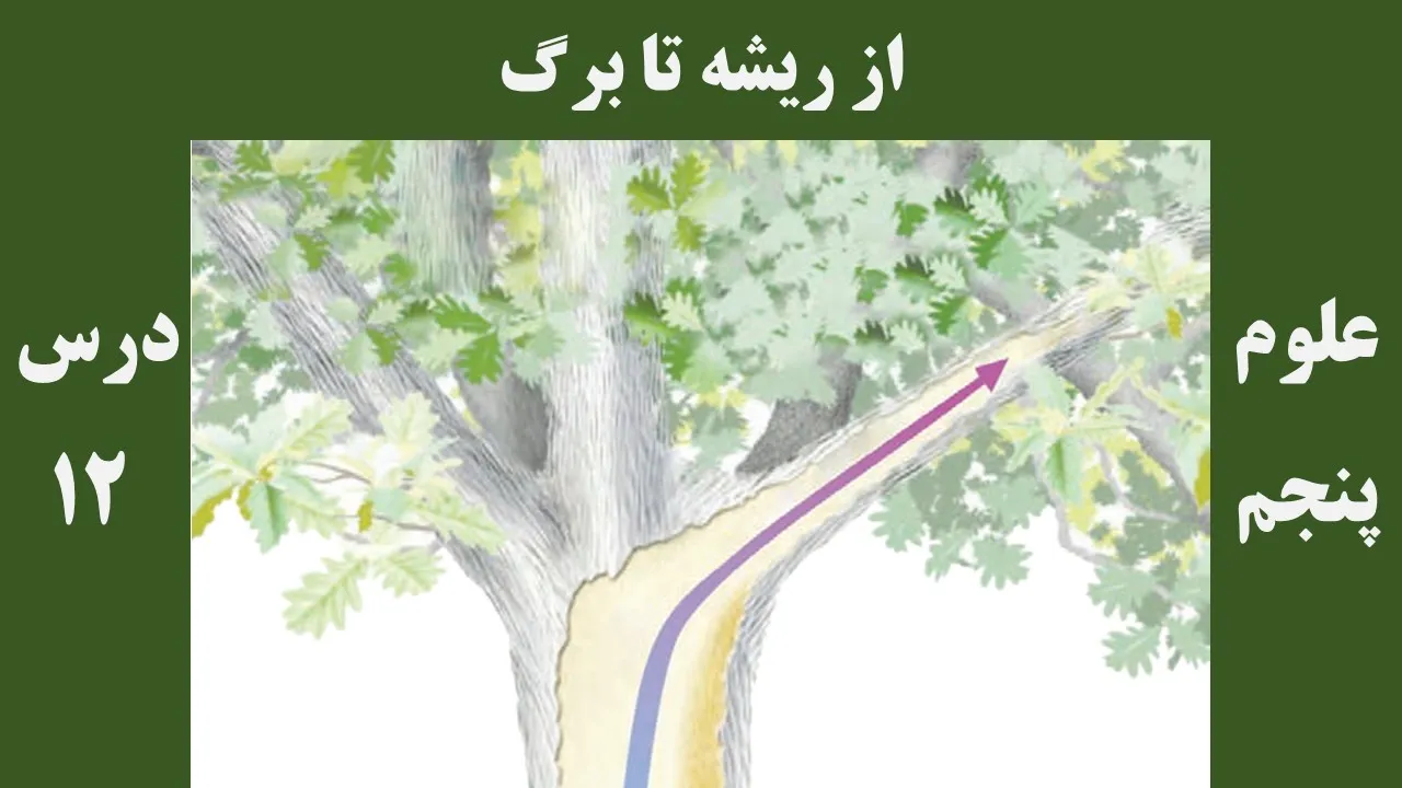 علوم پنجم