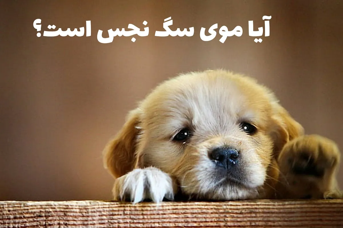 موی سگ
