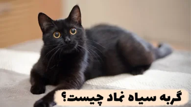 گربه سیاه