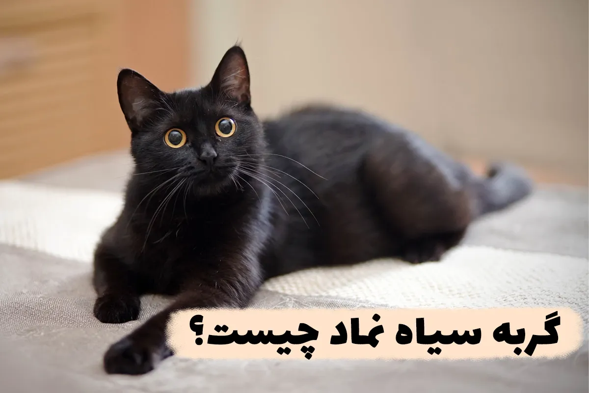 گربه سیاه