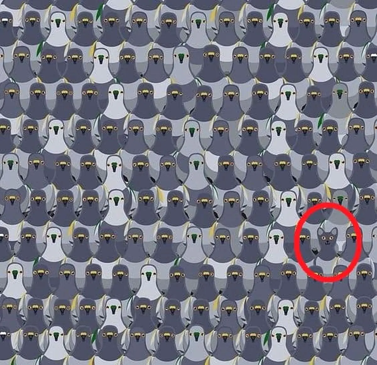 گربه پنهان گربه پنهان