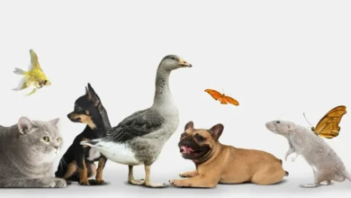 تحقیق درباره حیوانات