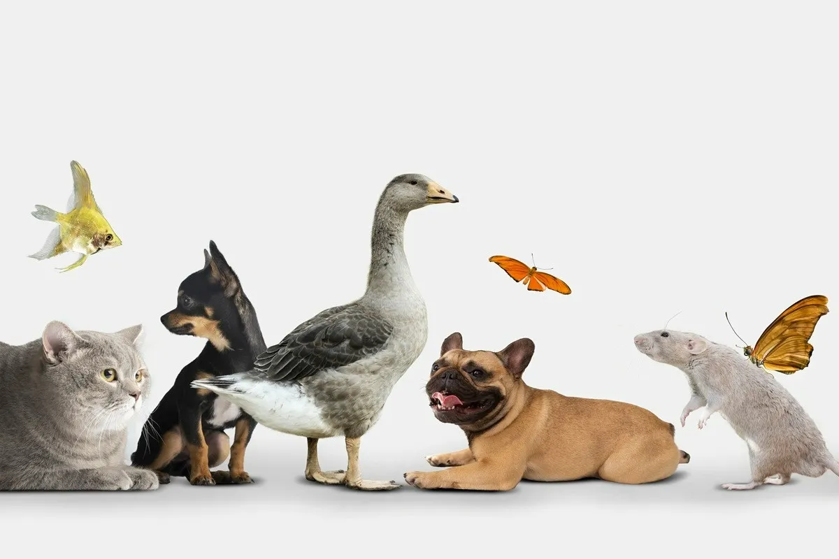 تحقیق درباره حیوانات