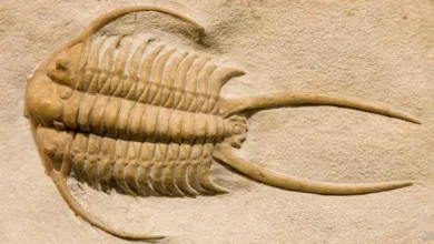 تحقیق فسیل کلاس پنجم