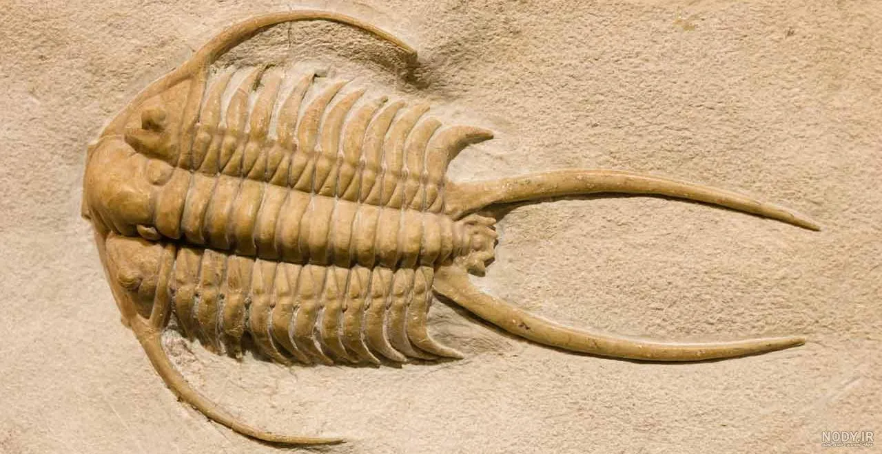 تحقیق فسیل کلاس پنجم