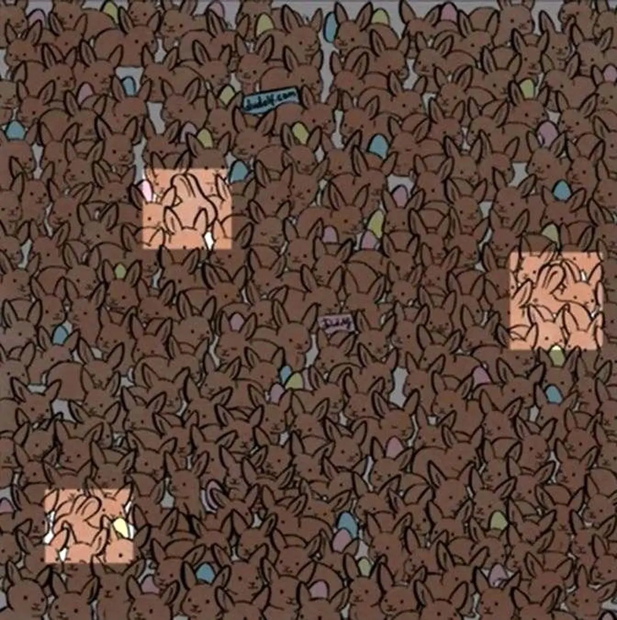 خرگوش خرگوش