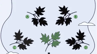 بازی فکری سایه برگ